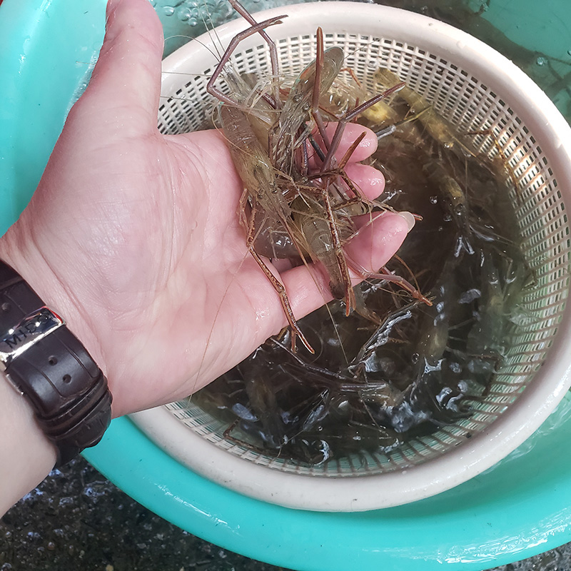 金寨河虾