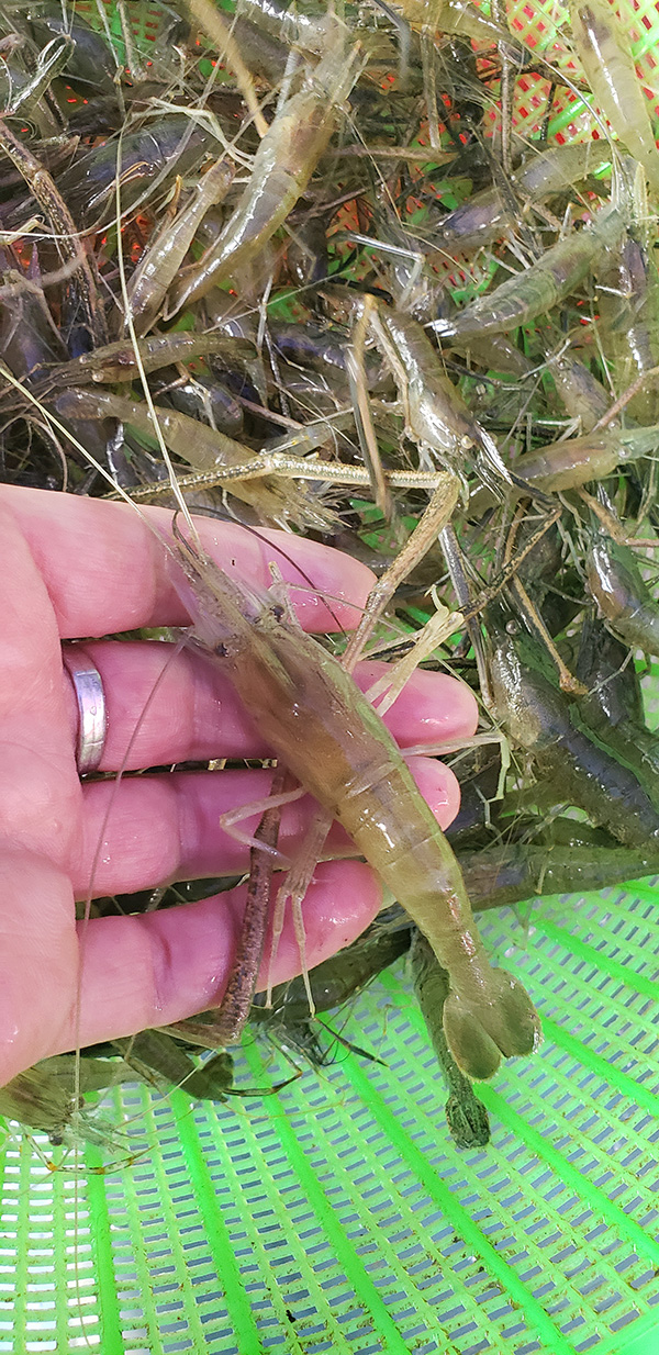 野生河虾
