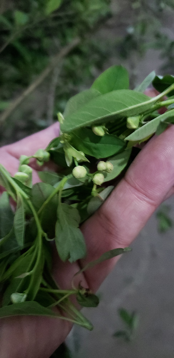 大别山新鲜珍珠菜